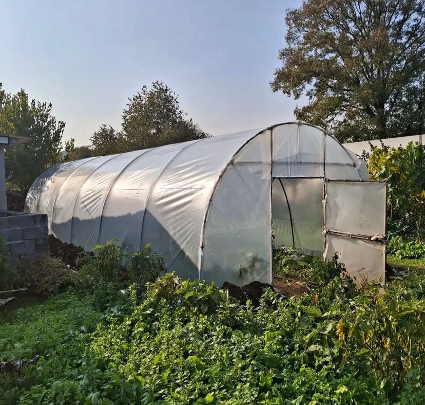 Zyn Tingöz Seracılık